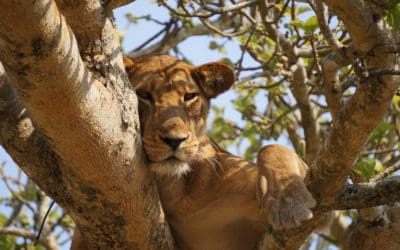 What Lions Taught Me About Contentment